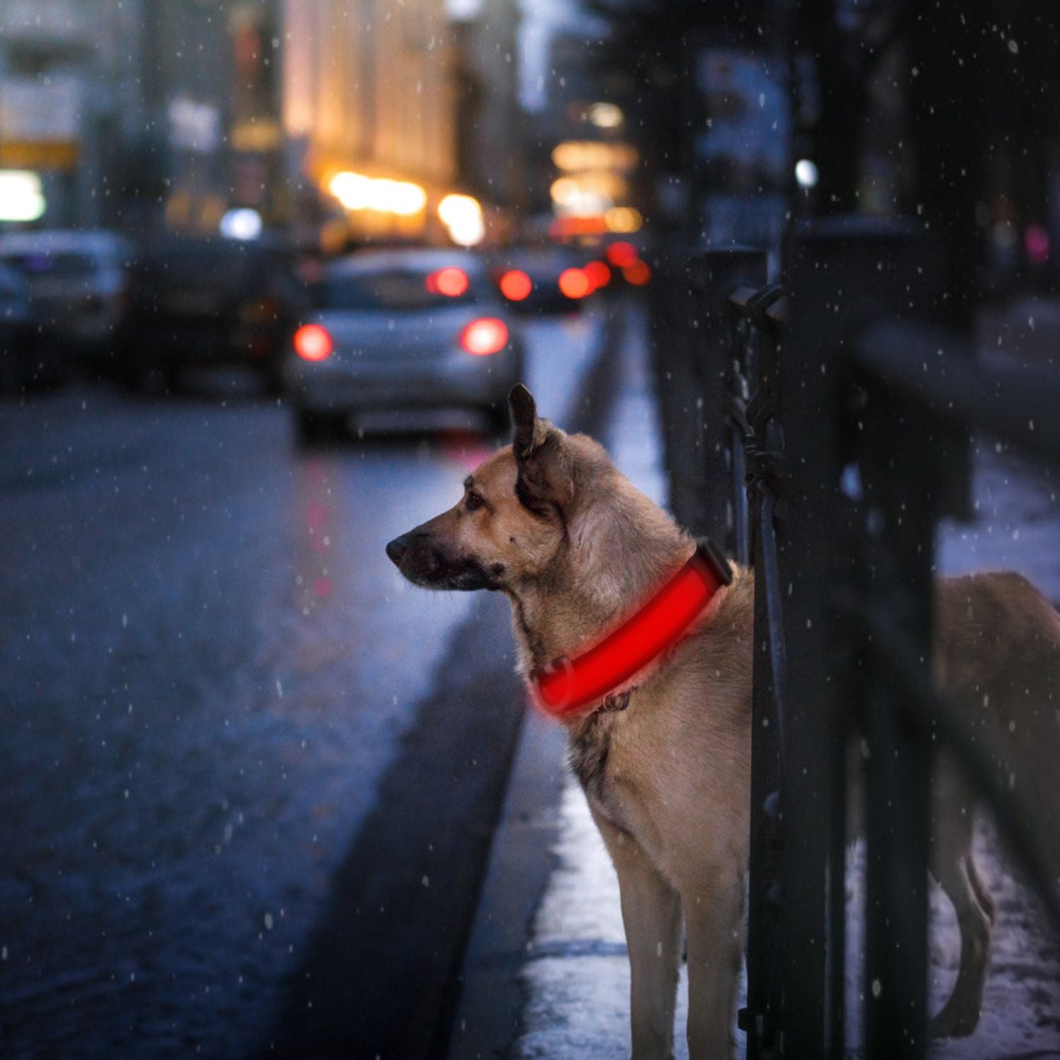LED Dog Collar USB Rechargeable Adjustable Dog Safety Collar Night Safety Flashing Luminous Light up Collar - Apollo's Corner