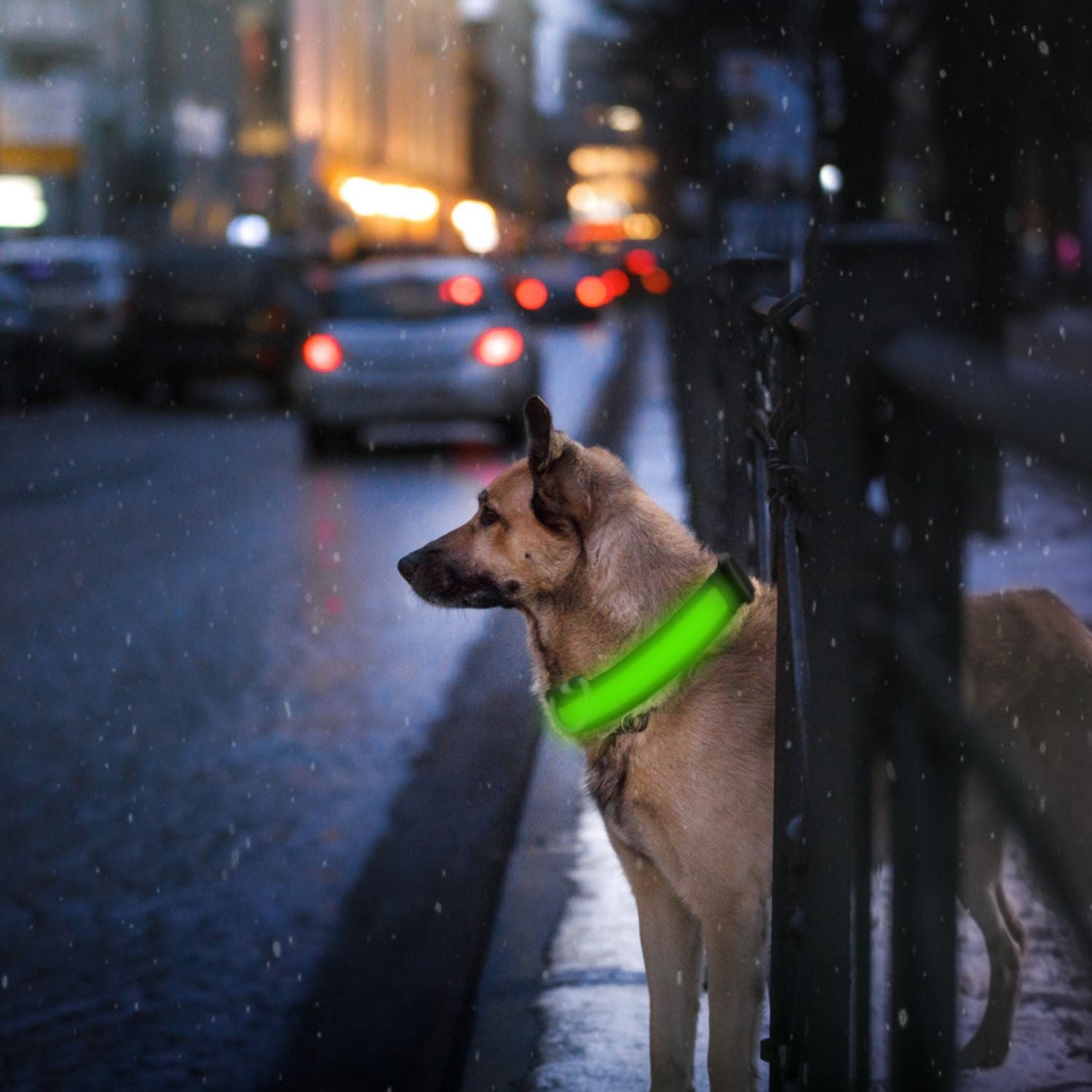 LED Dog Collar USB Rechargeable Adjustable Dog Safety Collar Night Safety Flashing Luminous Light up Collar - Apollo's Corner