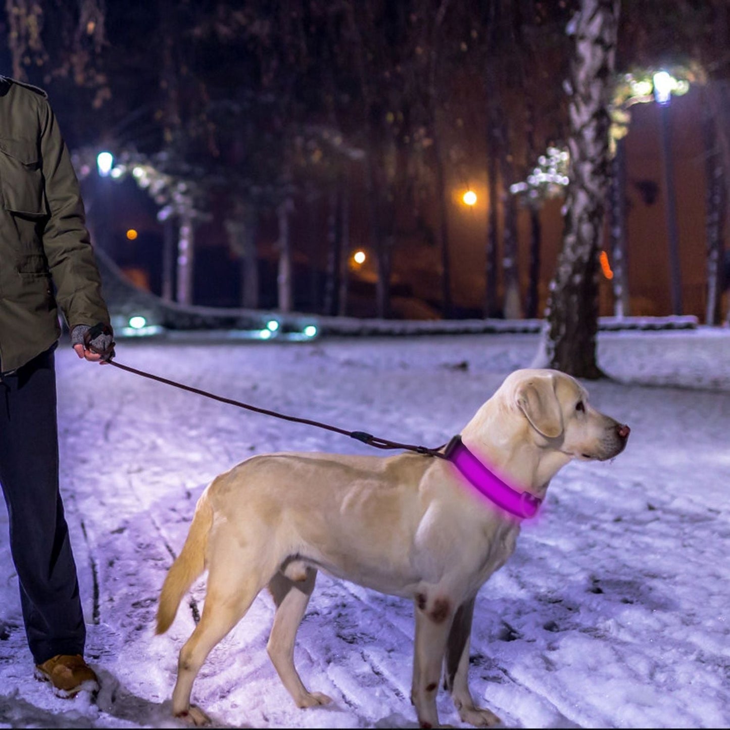 LED Dog Collar USB Rechargeable Adjustable Dog Safety Collar Night Safety Flashing Luminous Light up Collar - Apollo's Corner