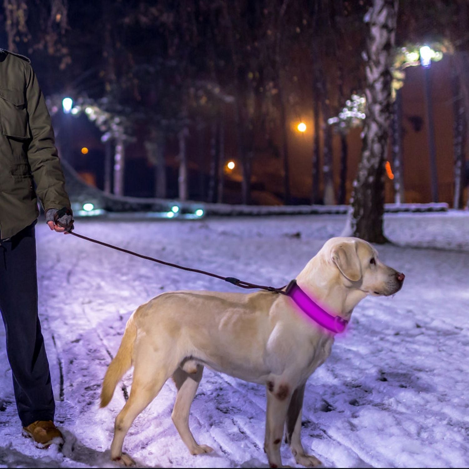 LED Dog Collar USB Rechargeable Adjustable Dog Safety Collar Night Safety Flashing Luminous Light up Collar - Apollo's Corner
