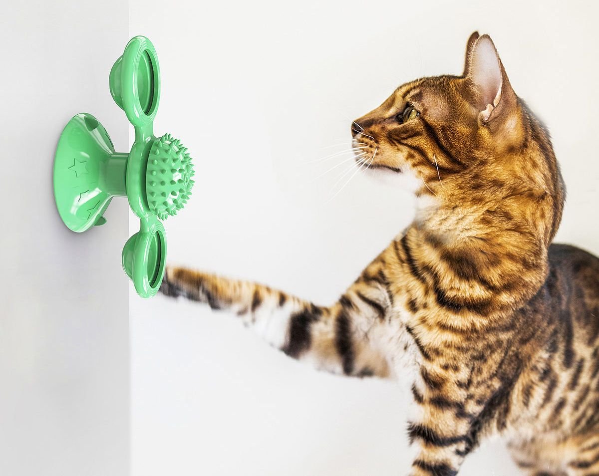 Meow Motion Spinner - Apollo's Corner