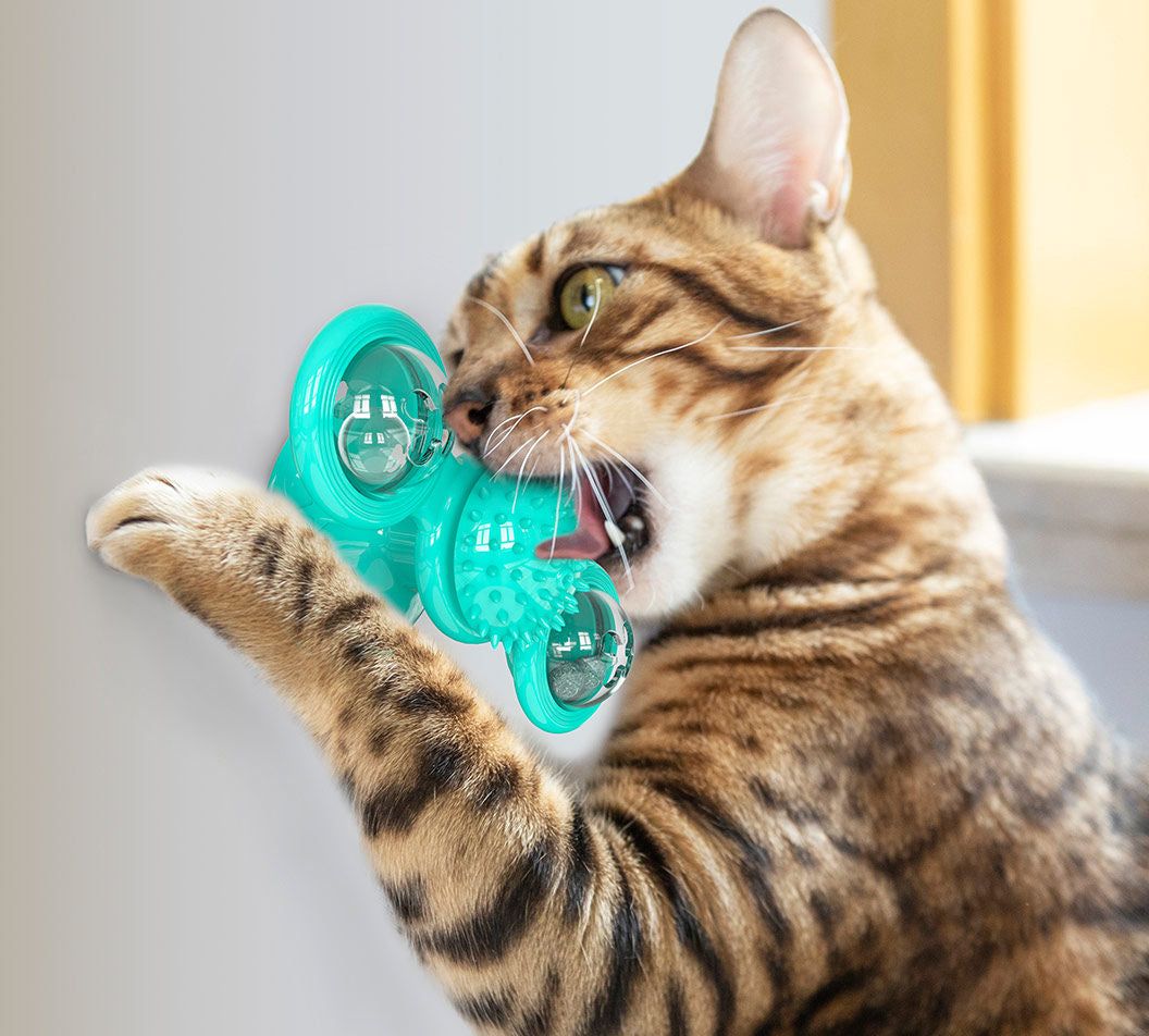 Meow Motion Spinner - Apollo's Corner