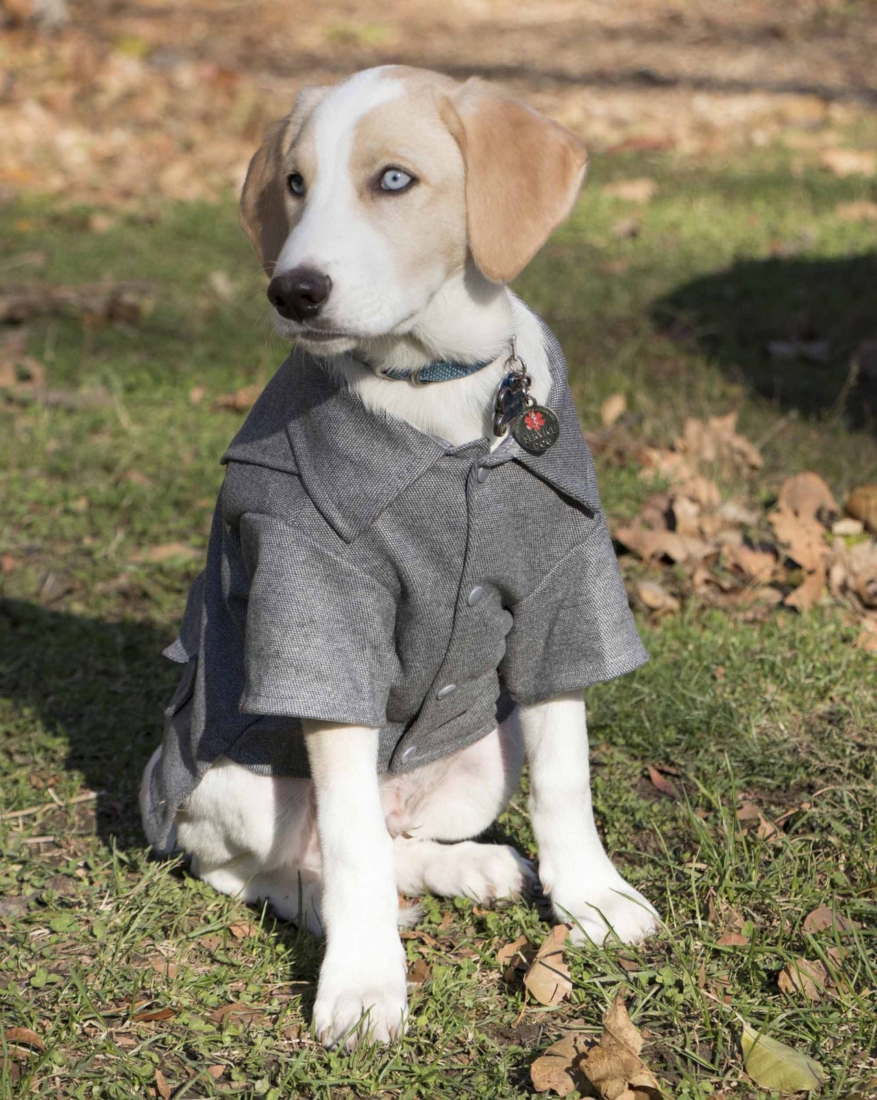 Military Static Rivited Fashion Collared Wool Pet Coat - Apollo's Corner
