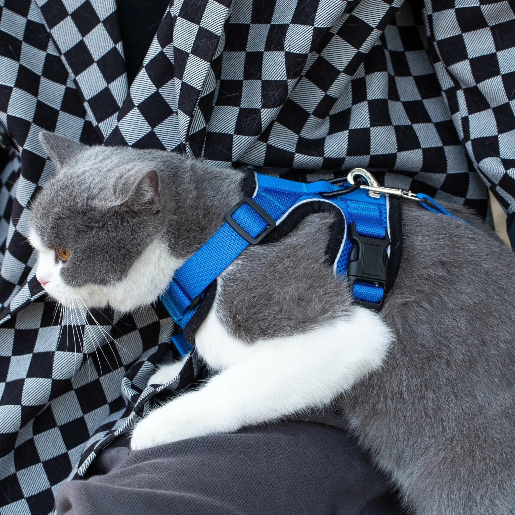 Cat Collar & Leash
