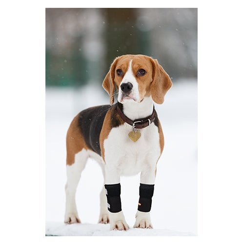 NeoAlly Front Leg Braces (Pair) — Reflective Carpal Support