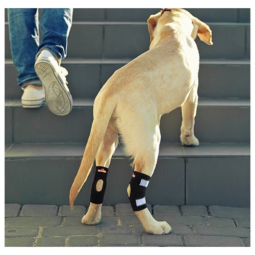 NeoAlly Rear Leg Hock Brace (Pair) — Reflective Support for Small Dogs