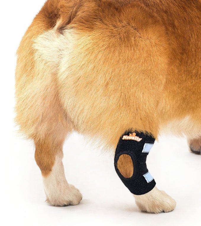 NeoAlly Rear Leg Hock Brace (Pair) — Reflective Support for Small Dogs