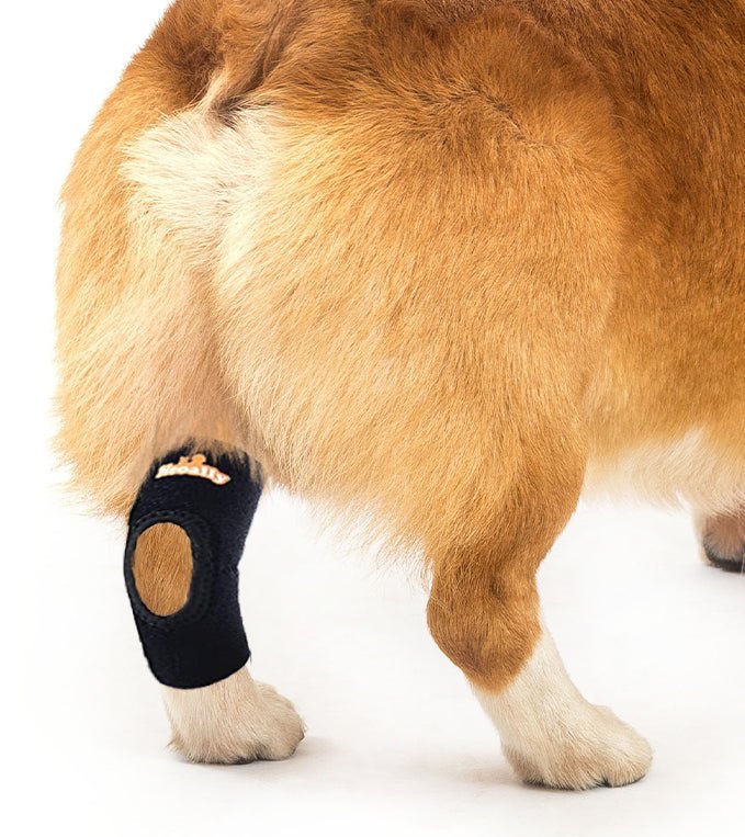 NeoAlly Rear Leg Hock Brace (Pair) — Reflective Support for Small Dogs