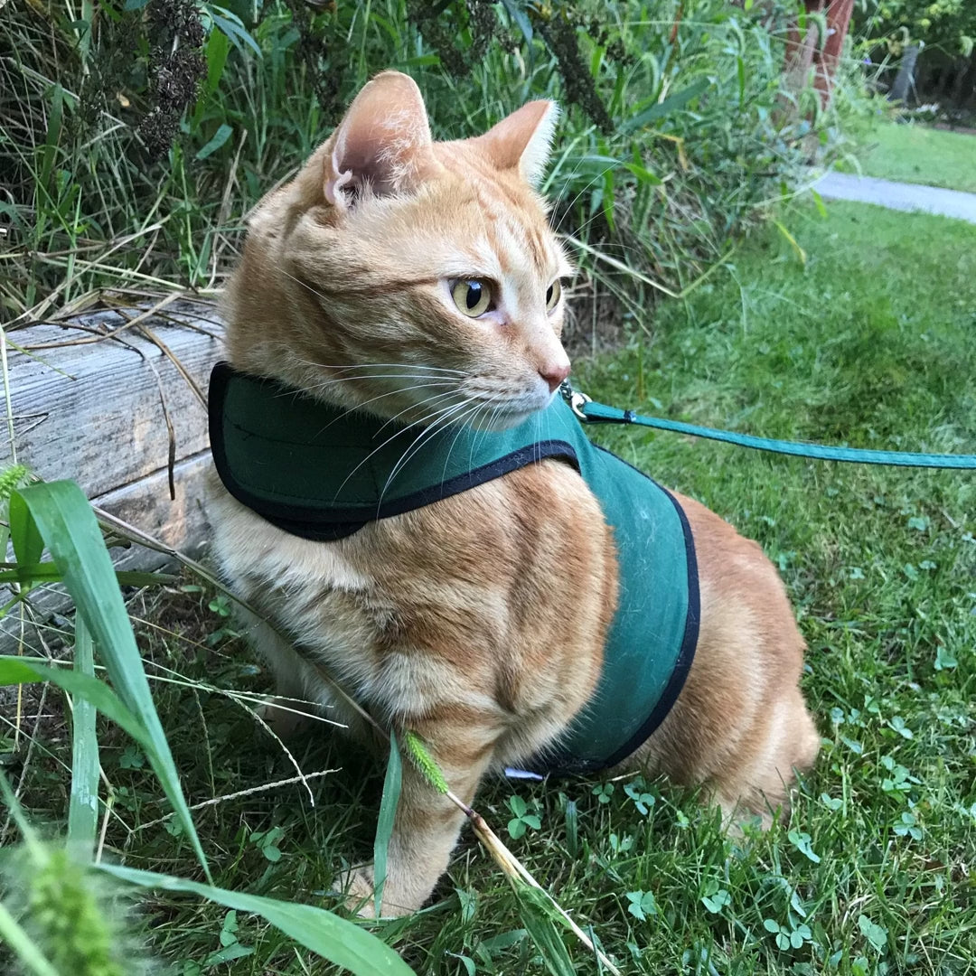 Kitty Holster Escape-Resistant Cat Harness (Made in USA) — product video