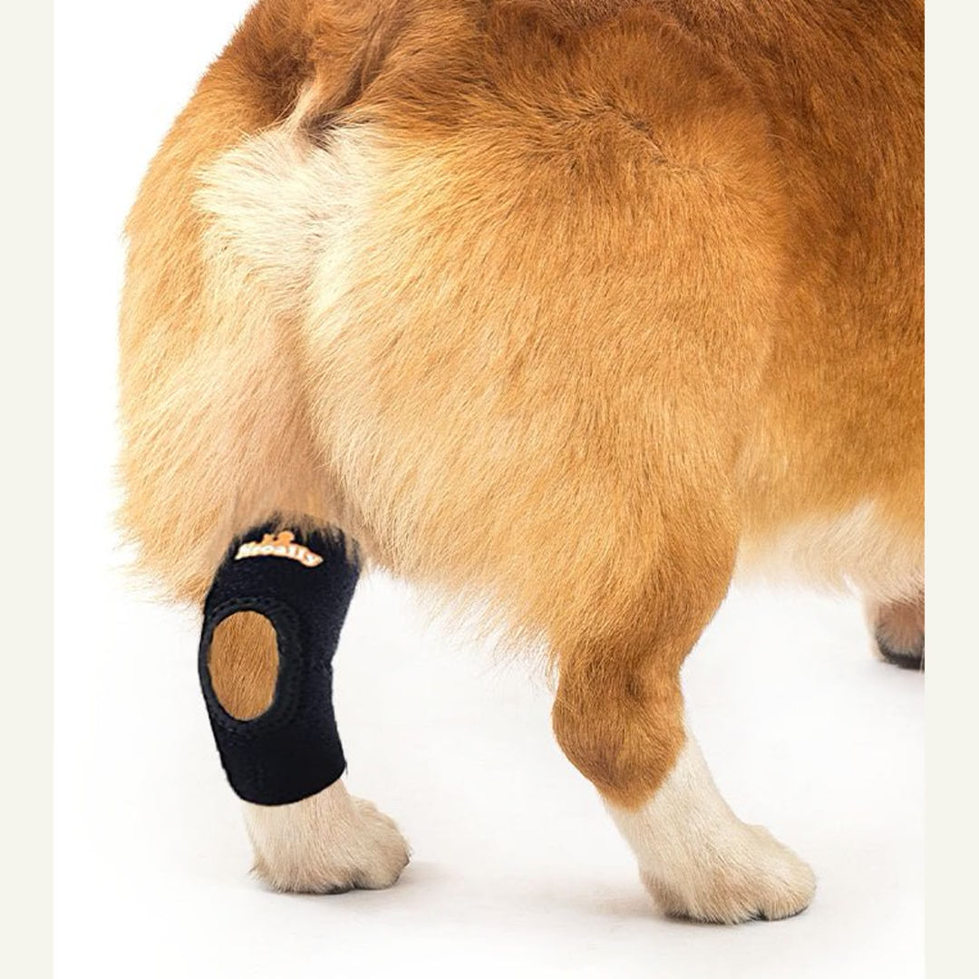 NeoAlly Rear Leg Hock Brace (Pair) — Reflective Support for Small Dogs — product video