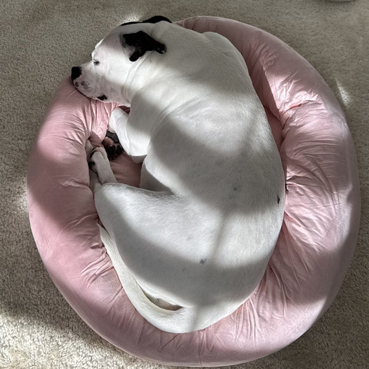 Rosie, a rescue Staffy, curled up asleep in her pink CalmRest donut bed — real customer photo, shared with permission