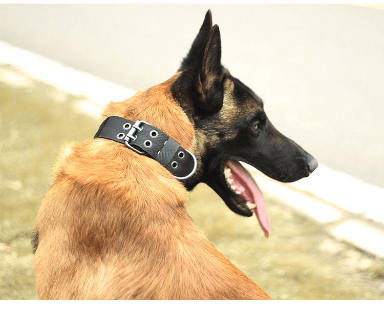 Super strong large dog collar with D - Ring & Buckle Collars Medium sized dog Golden haired horse dog Fierce dog collar - Apollo's Corner