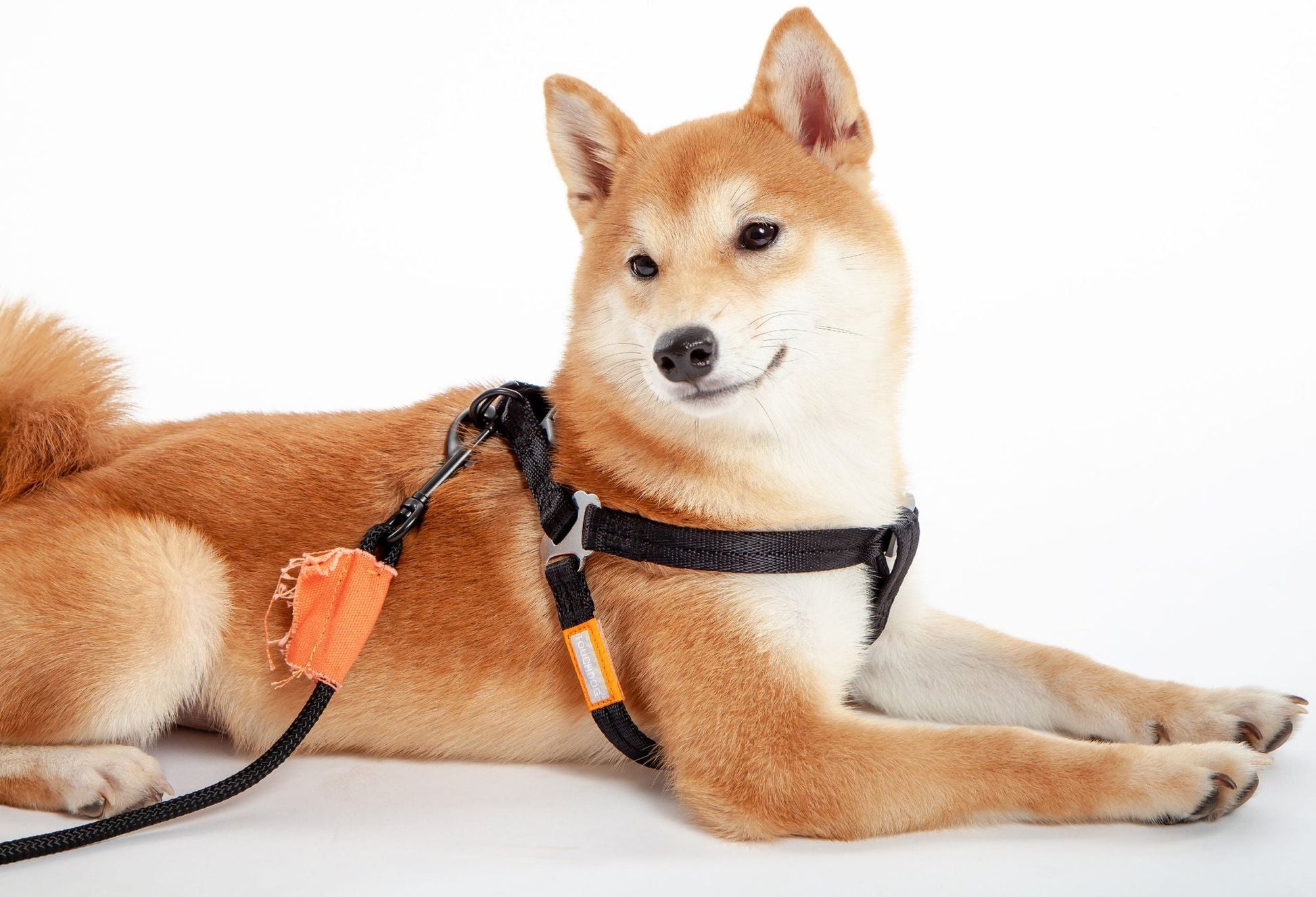 Touchdog 'Macaron' 2 - in - 1 Durable Nylon Dog Harness and Leash - Apollo's Corner