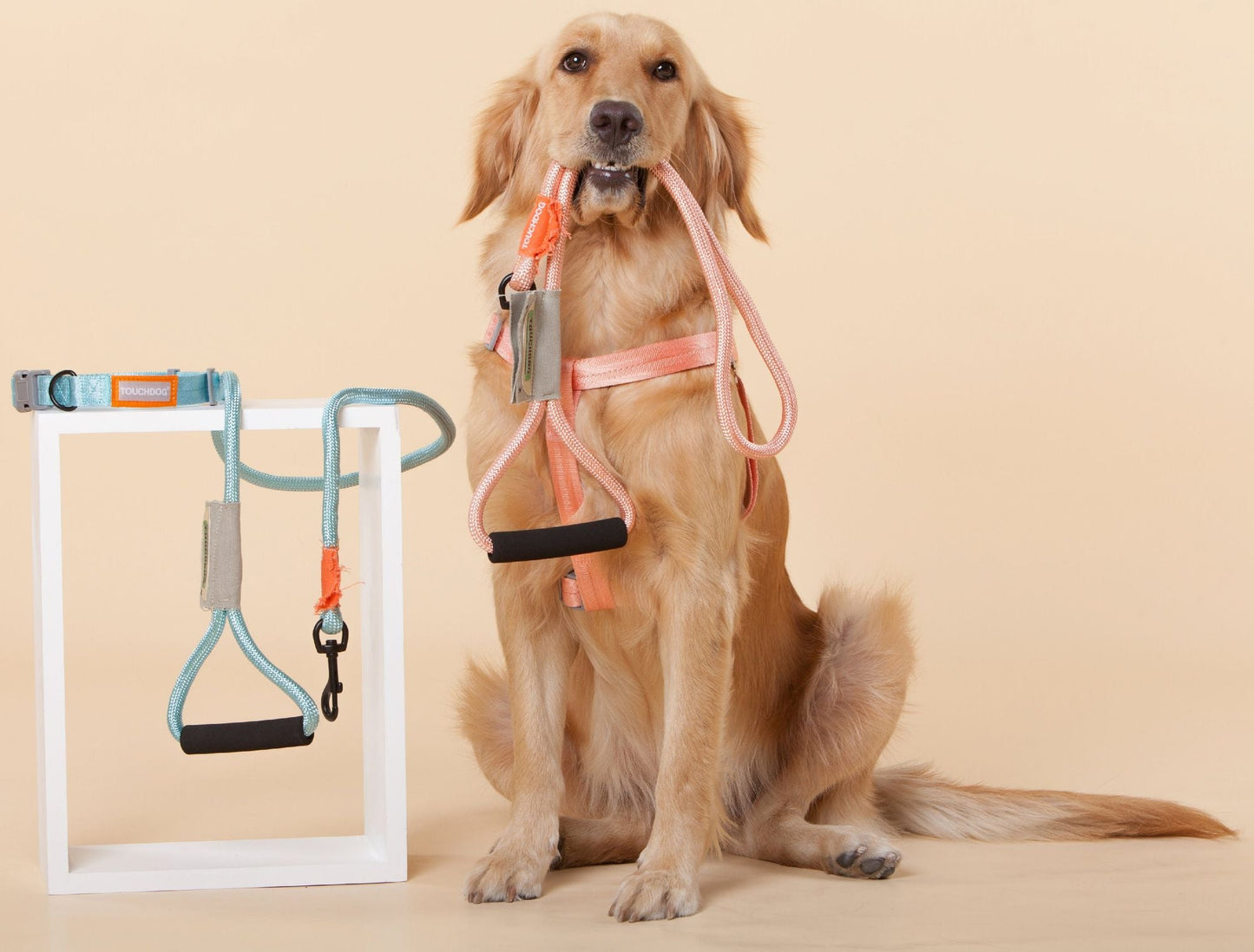 Touchdog 'Macaron' 2 - in - 1 Durable Nylon Dog Harness and Leash - Apollo's Corner