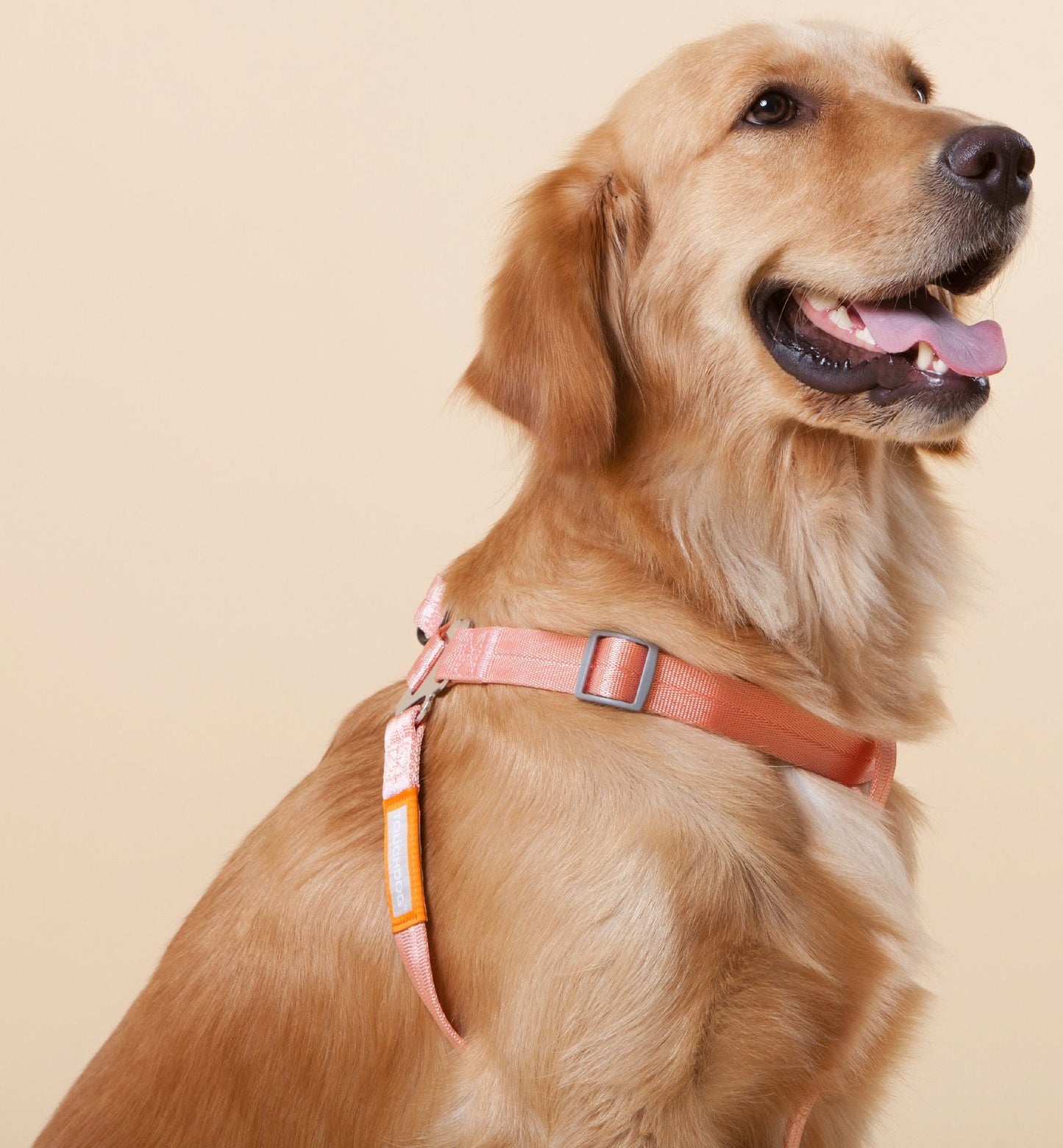 Touchdog 'Macaron' 2 - in - 1 Durable Nylon Dog Harness and Leash - Apollo's Corner